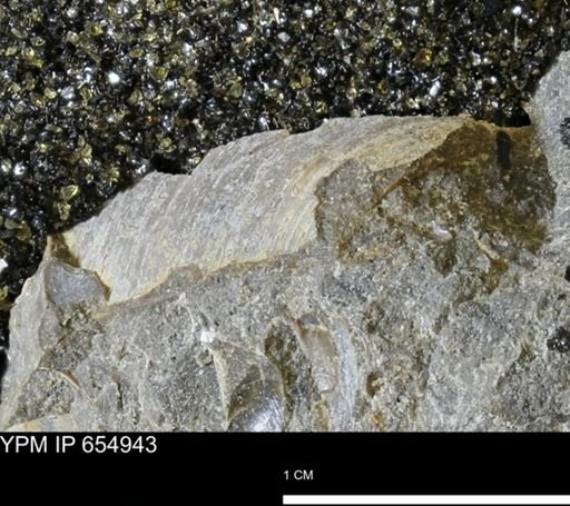 undet. Bivalvia
