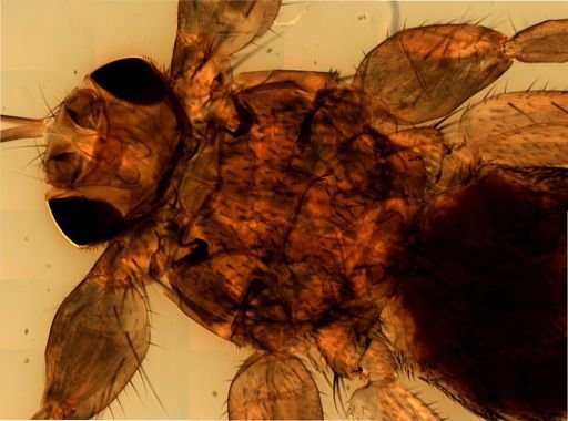 Lipoptena cervi