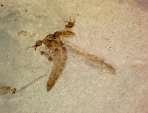 undet. Nematocera