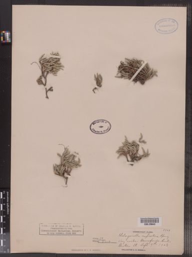 Selaginella rupestris