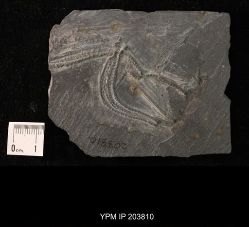 Palasterina?