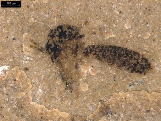 undet. Mycetophilidae