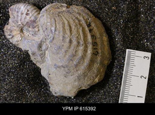 Inoceramus sp.