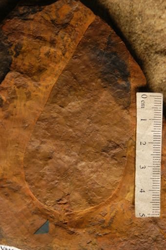 Liriodendropsis constricta