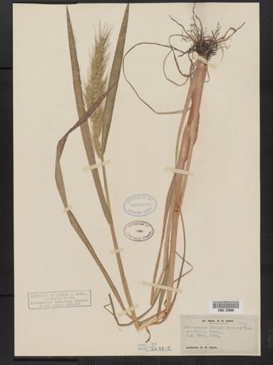 Echinochloa walteri