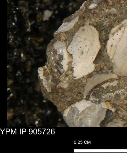 Corbulamella sp.