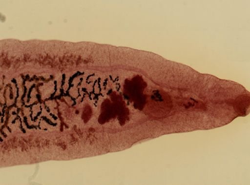 Dicrocoelium dendriticum