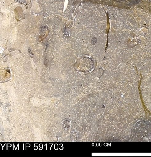 Serpulidae
