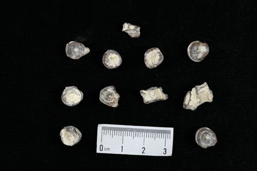 undet. Actinopterygii
