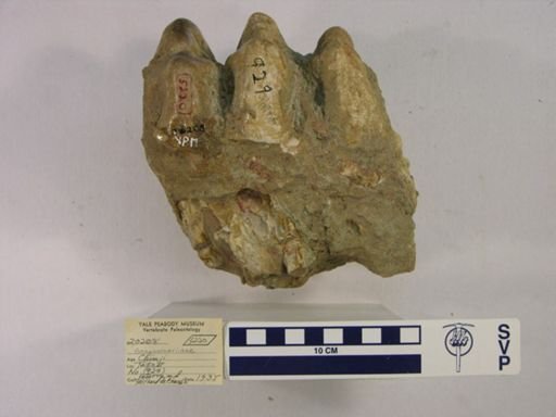 Gomphotheriidae