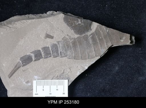 undet. Eurypterida