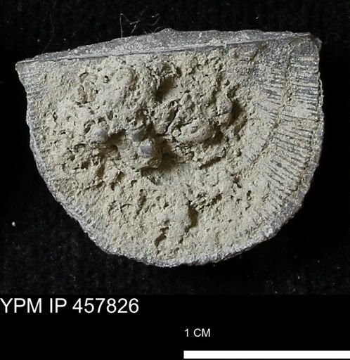 Strophodonta sp.