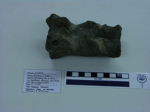 Plesiosauroidea?