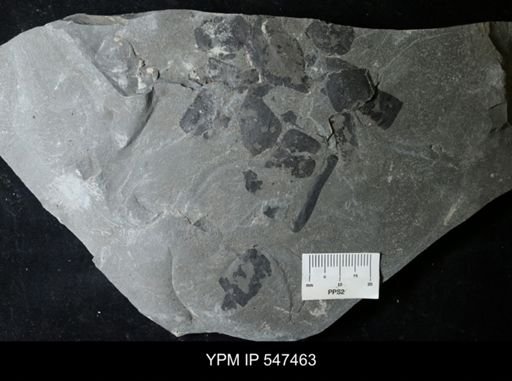 undet. Eurypterida