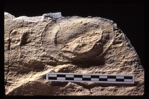 undet. Vendobionta