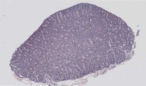 Rana clamitans