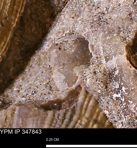 undet. Bivalvia