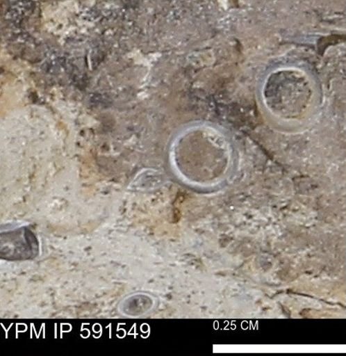 Serpulidae