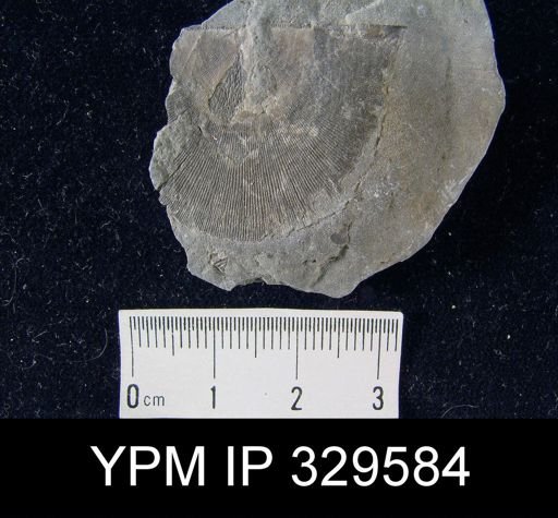 Stropheodonta perplana