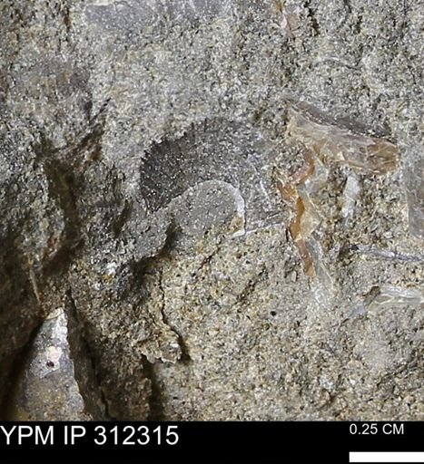Oxytoma (Hypoxytoma) nebrascana