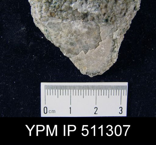 Brachyprion sp.