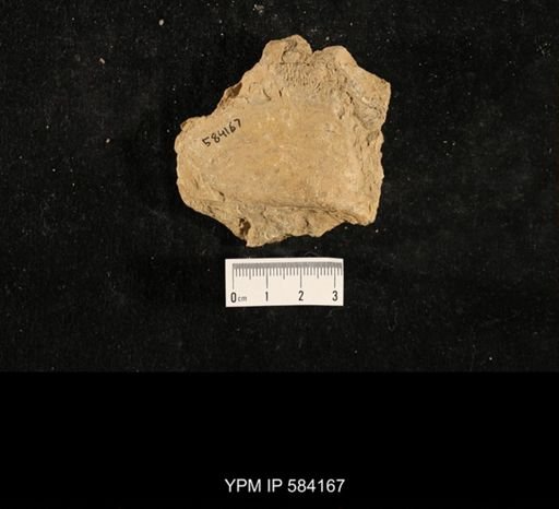 Myalina subquadrata