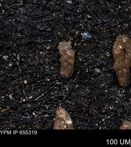Ammobaculoides whitneyi