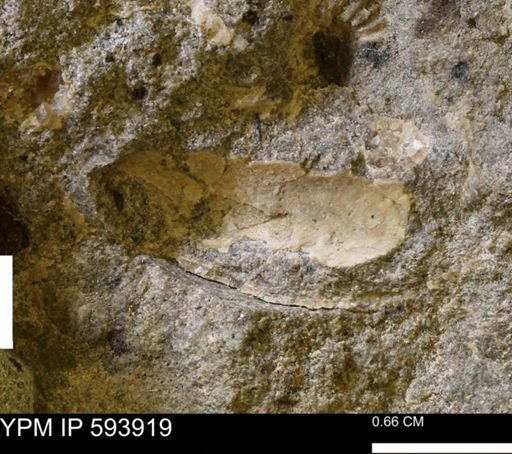 undet. Ammonoidea