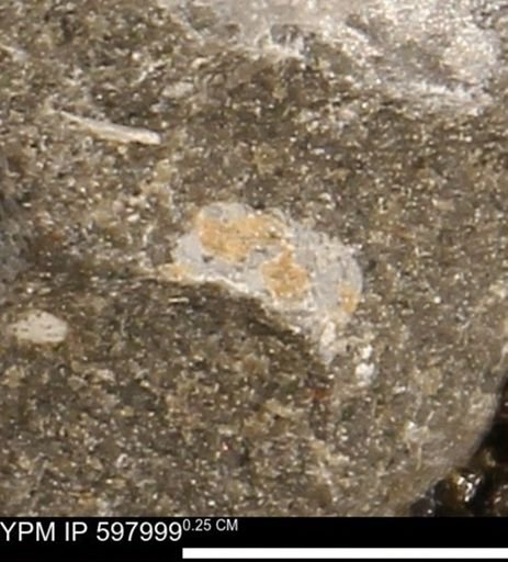 undet. Mollusca