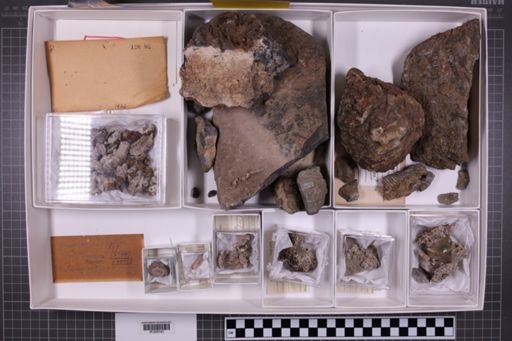 mixed taxa, stratigraphic collection