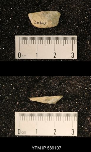 Sowerbyella sericea
