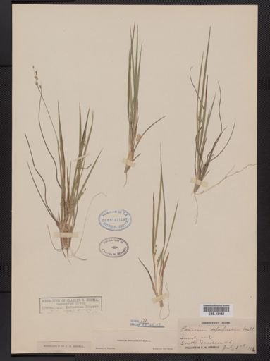 Panicum depauperatum