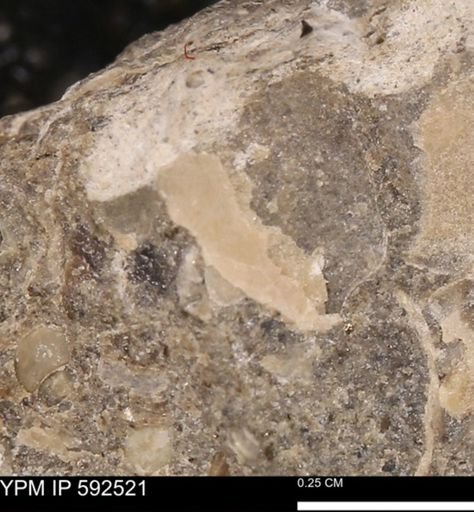 undet. Mollusca