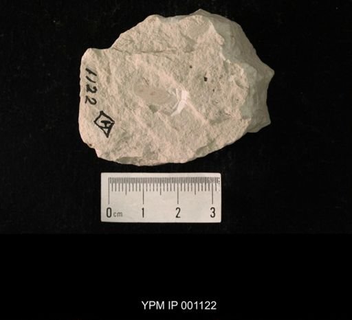 Misthodotes biguttatus