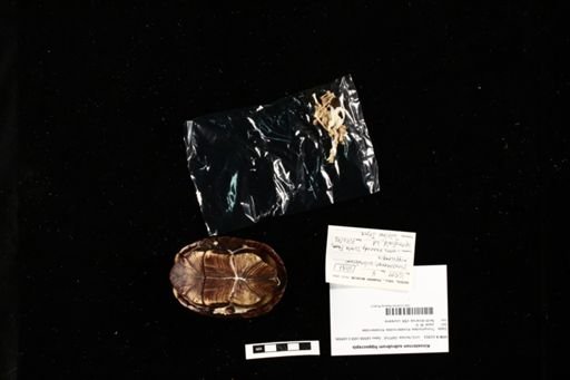 Kinosternon subrubrum hippocrepis
