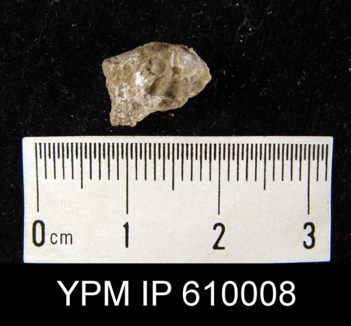 Reticularia fimbriata