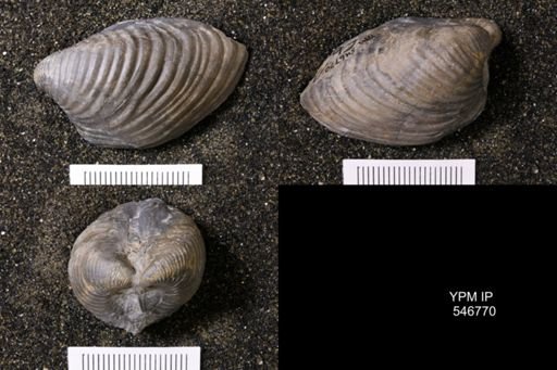 Grammysioidea sp.