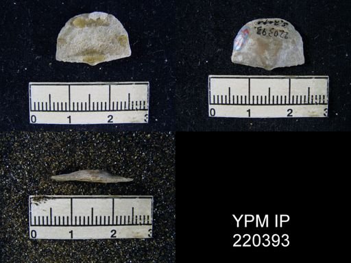 Chonetes granulifer