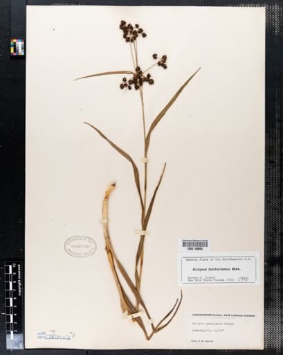 Scirpus georgianus