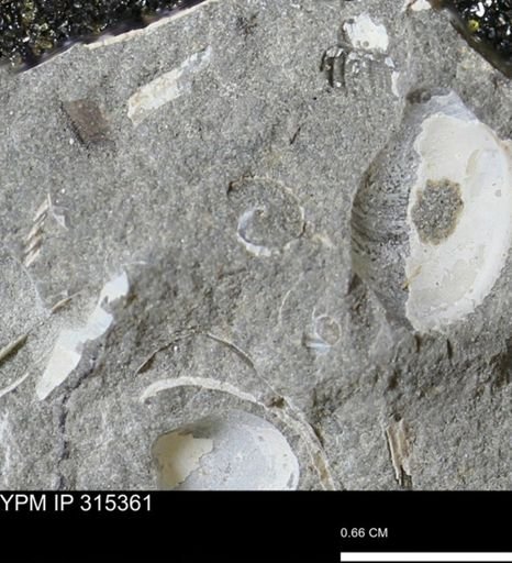 undet. Gastropoda
