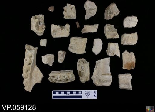 undet. Mosasauridae