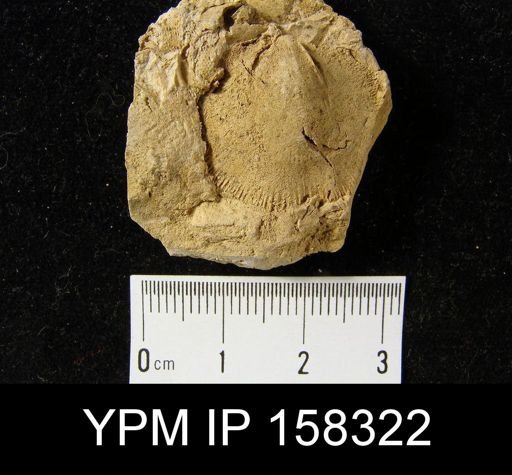 Dalmanella lucia