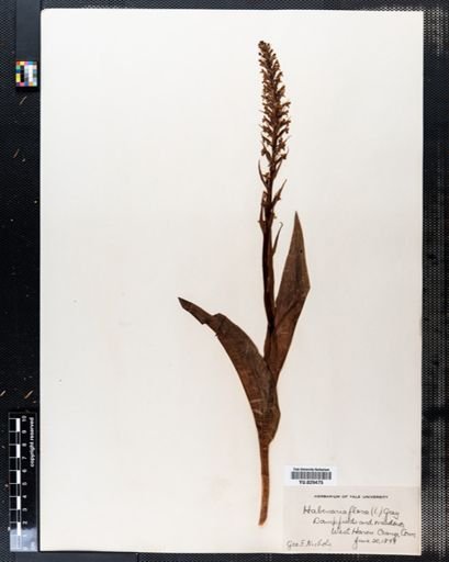 Habenaria flava