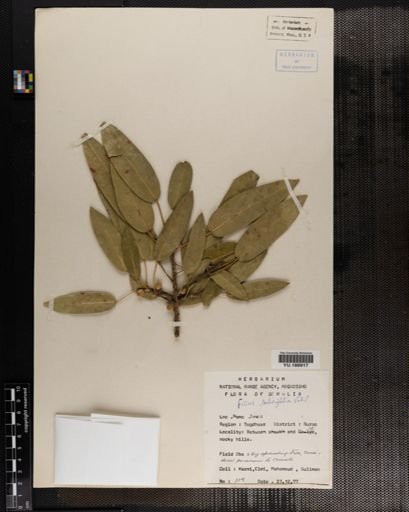Plantae
