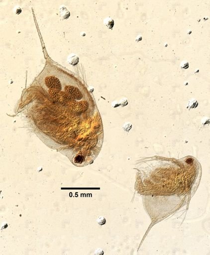 Daphnia