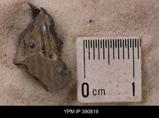 undet. Scaphitidae