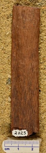 Lepidodendron