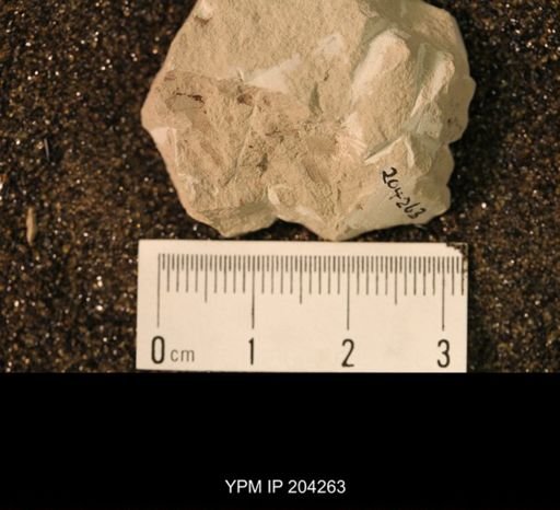 Palaeomanteidae
