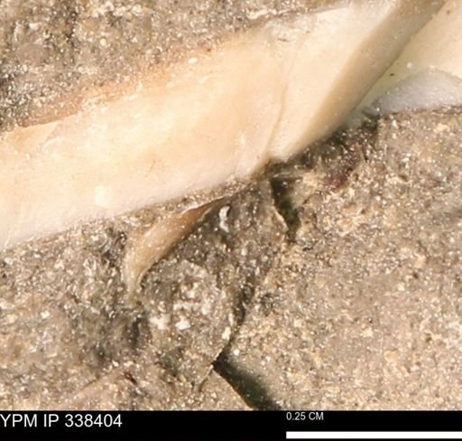 undet. Mollusca