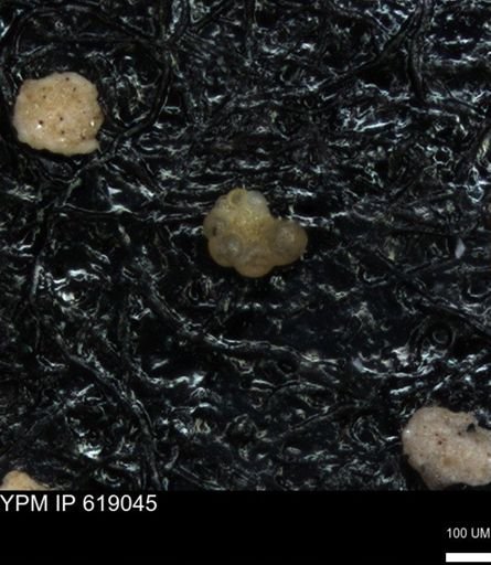 undet. Rugoglobigerinidae